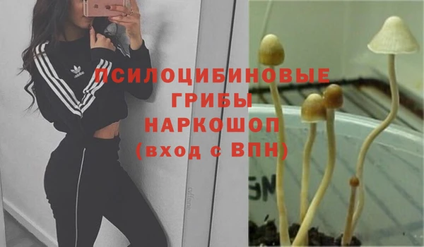 хмурый Аркадак
